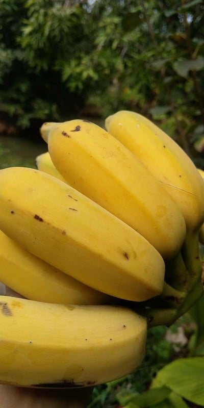 วิธีทำ กล้วยปิ้งซอสกะทินมสดมะพร้าวอ่อน