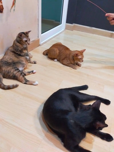 บรรยากาศ Catsanova - Adoptable Cat Cafe