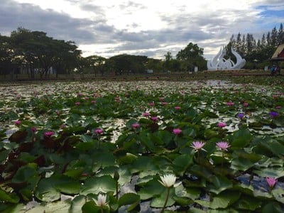อุทยานบัวเฉลิมพระเกียรติ