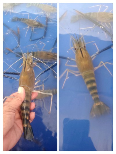 กุ้งสดขนาด 7-8 ตัวโล