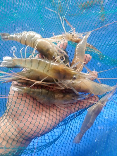 กุ้งสดขนาด 30-35 ตัวโล