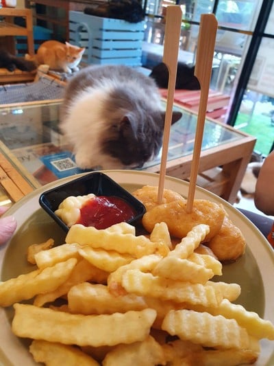 Cat Cafe Healthy Juice ม.รังสิต