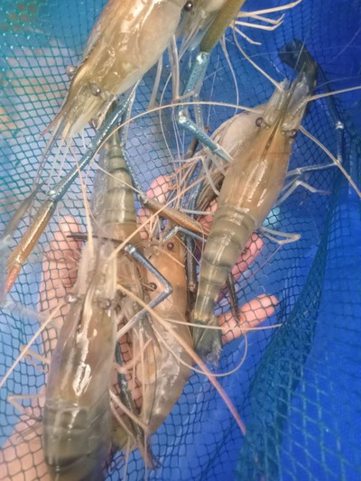 กุ้งสดขนาด 10-15 ตัวโล