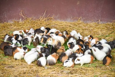Alpaca Hill