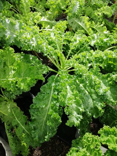 วิธีทำ น้ำปั่นเคลมะนาวคีโต   kale juice and lemonade with stevia syrup  