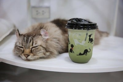 เมนูของร้าน Year of The Cat Cafe