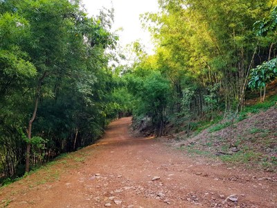 เส้นทางป่าสำรวจวิวทิวทัศน์ธรรมชาติ ทางจะไปท่าเรือเพื่อทำกิจกรรมทางน้ำ