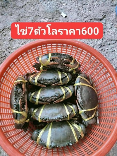ปูไข่ 7 ตัว โล