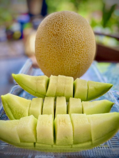 เมล่อนสีทองพันธุ์ กาเลีย นำเข้าจากเนเธอร์แลนด์