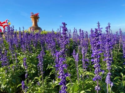 แทนรักทะเลหมอก