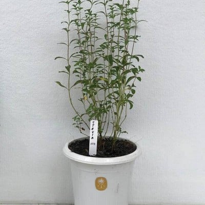 เมนูของร้าน เฟิร์สเดทฟาร์ม The Circle Ratchaphruek