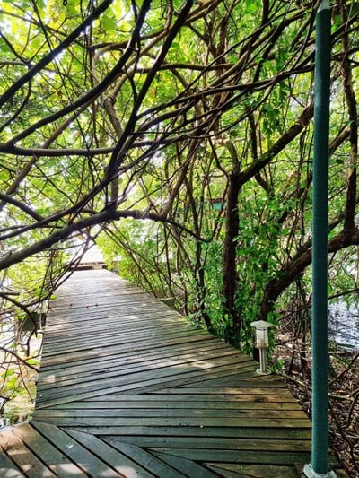 ชานไม้ ชายเล (lake House)