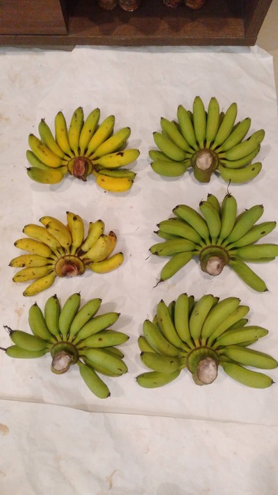 กล้วยไข่ สวน