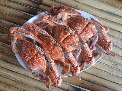 ปูม้านึ่ง