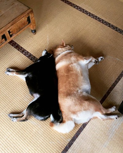 รูปจาก 咖逼小売所 ｜ 斗宅。揀茶舍Shiba Inu Café Roasters