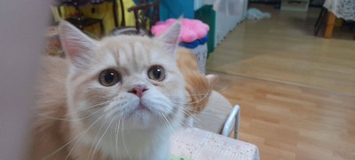 ร้านเรามีแมวน่ารักๆกว่า40ตัว