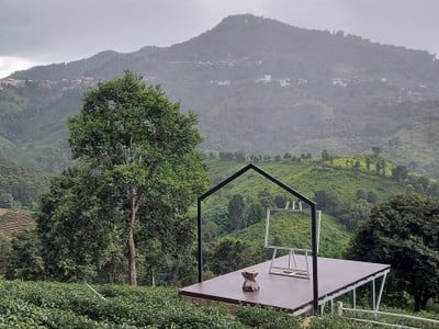 บรรยากาศ ไร่ชาวังพุดตาล