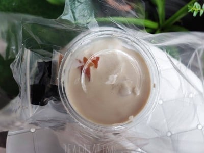 เต้าหู้ผสมเฉาก๊วย