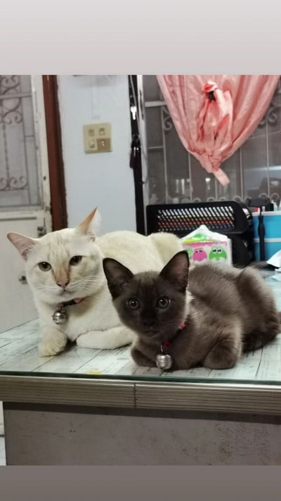 เมนูของร้าน SarangBurger