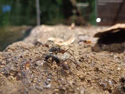 บรรยากาศ