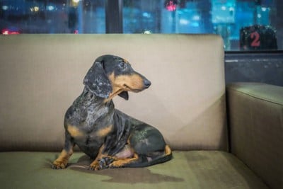 Dog City Cafe พระราม 3