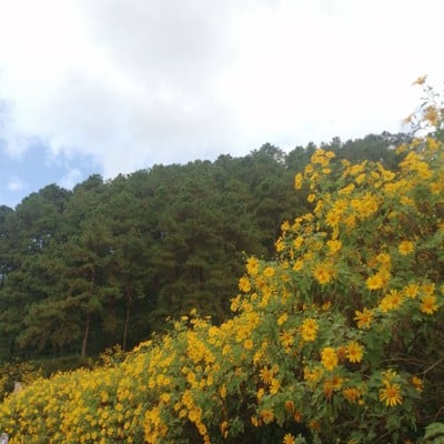 บรรยากาศ ทุ่งบัวตองดอยแม่อูคอ