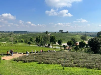 ไร่ชาฉุยฟง