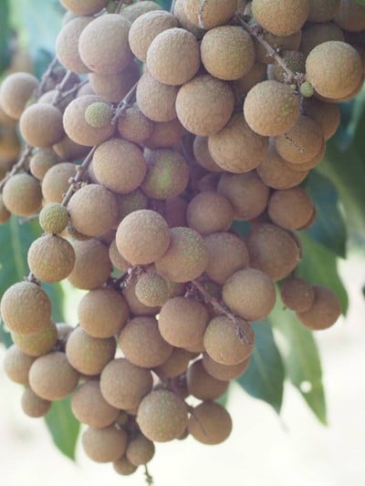 ลำใยlสายพันธุ์เพชรน้ำเอก
