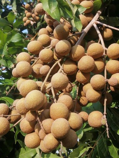 ลำใยlสายพันธุ์เพชรน้ำเอก