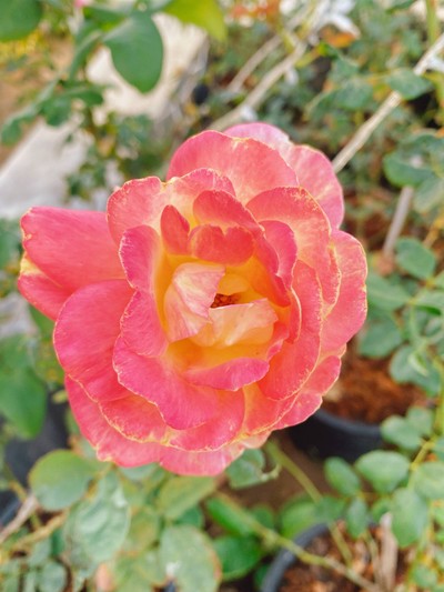 สระว่ายน้ำ/ชายหาด