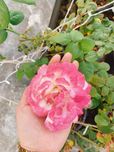 สระว่ายน้ำ/ชายหาด