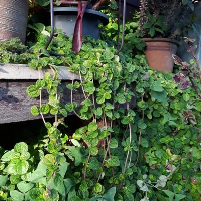 บริเวณโดยรอบ