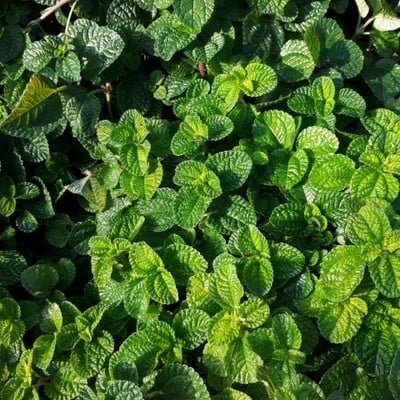 บริเวณโดยรอบ