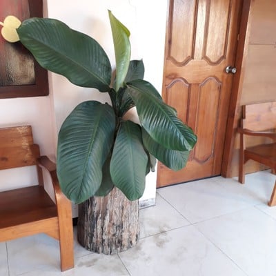 บริเวณโดยรอบ