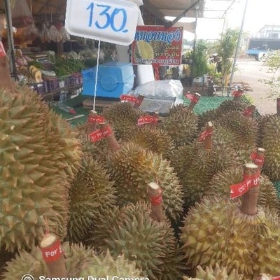 ร้านผลไม้ดอกไม้ต้าร์-ตูน 4