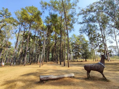 สวนสนแม่แตง