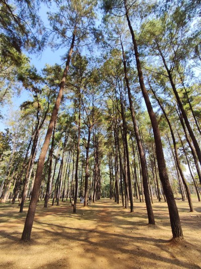 สวนสนแม่แตง