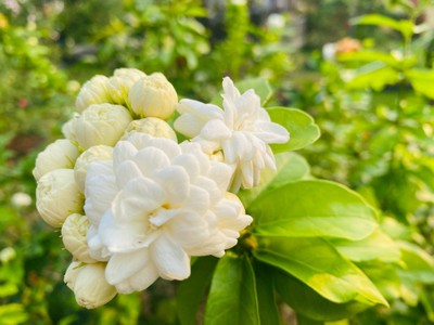 บริเวณโดยรอบ