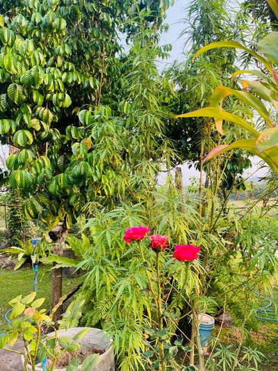 บริเวณโดยรอบ