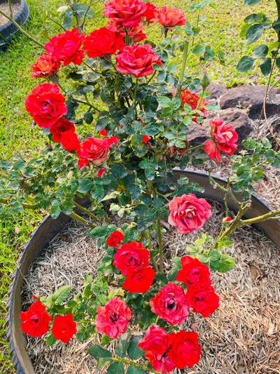 บริเวณโดยรอบ