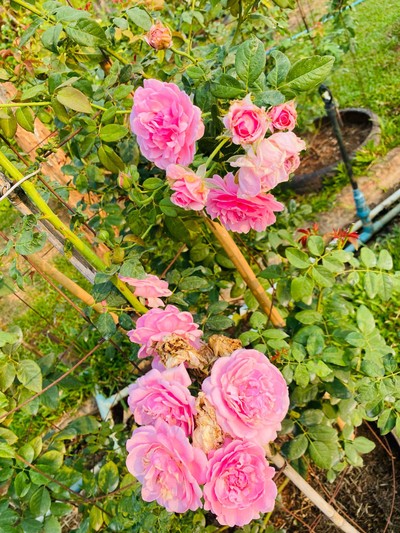 บริเวณโดยรอบ