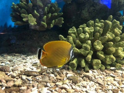 บรรยากาศ สถานแสดงพันธุ์สัตว์น้ำระยอง