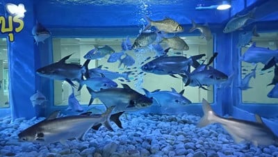 บรรยากาศ