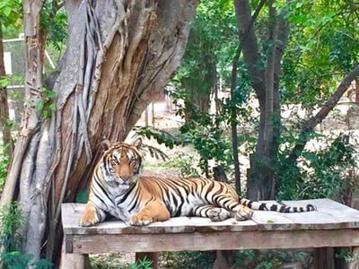 Safari Park สวนสัตว์เปิดซาฟารีปาร์ค กาญจนบุรี