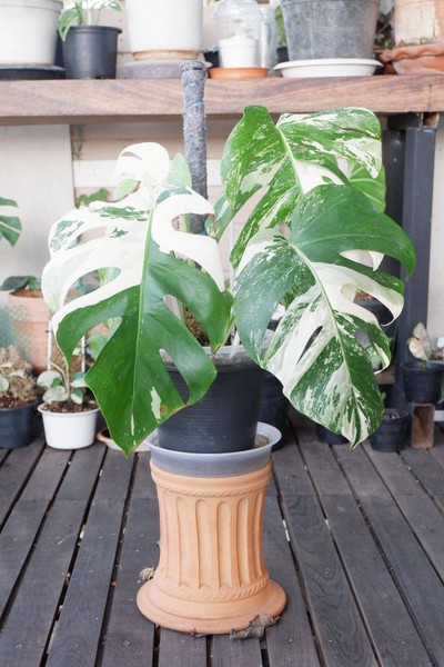 บริเวณโดยรอบ