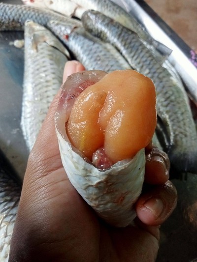 ปลากระบอกต้มส้ม