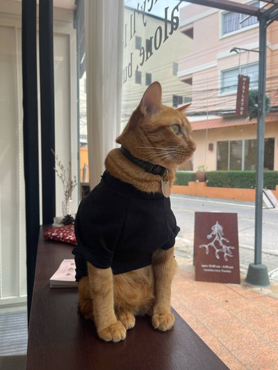 อื่นๆ
