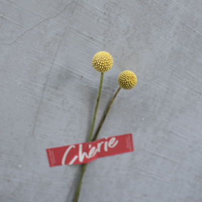 MENU_2356331LA_1690161910