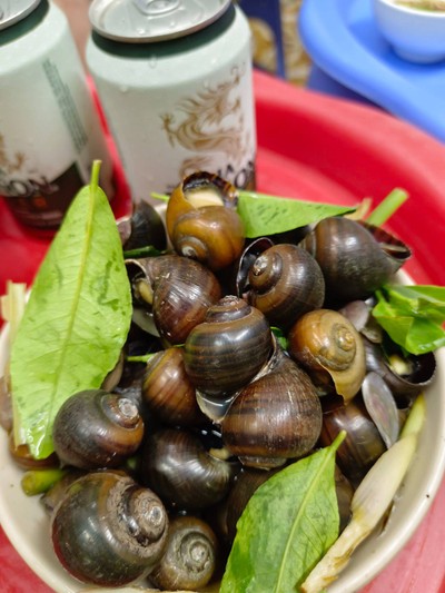 Big Snails