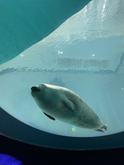 Osaka Aquarium Kaiyukan